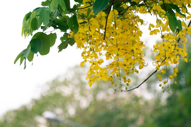 Cassia fistula flowers or golden shower flower with copy-space for nature   