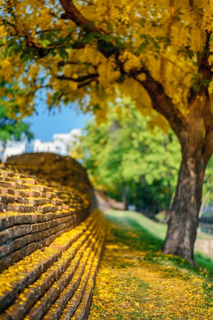 ( Cassia fistula, golden shower tree ) yellow flower blooming on roadside in april around the old wall , Chiang Mai, Thailand