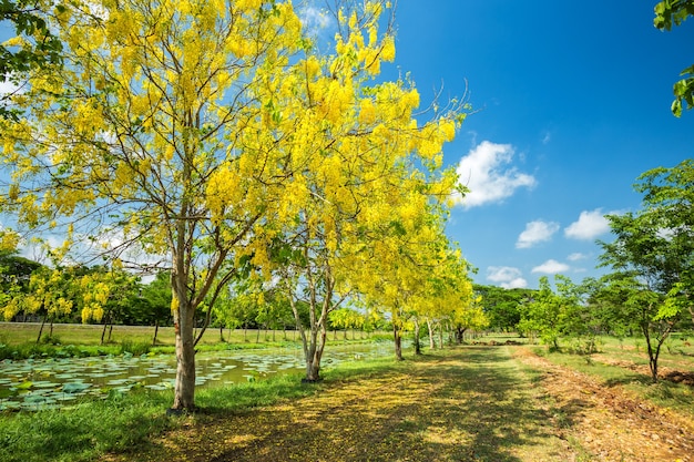 Cassia Fistula at Park in on blue sky background in Thailand.