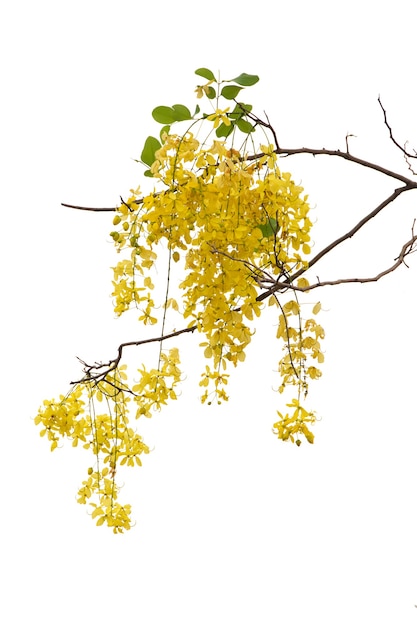 白い背景で隔離のカシア瘻黄色の花