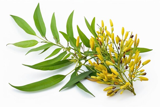 Cassia tora Sicklepod on white background