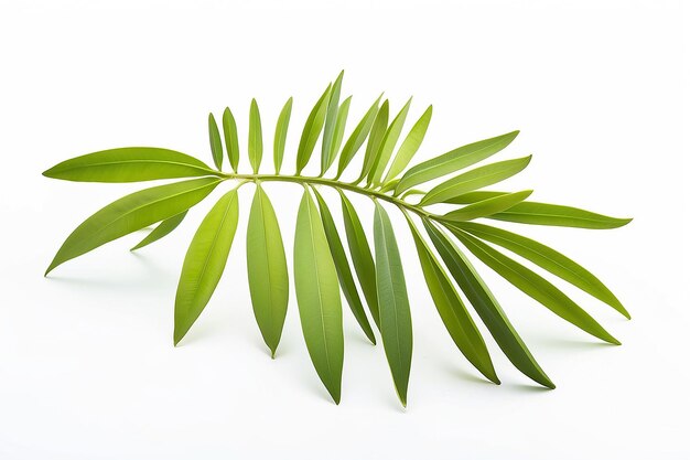 Cassia tora Sicklepod on white background