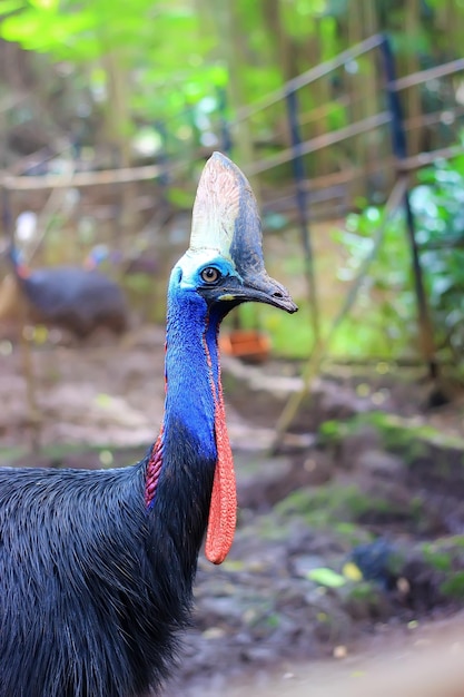 Cassowaries bird