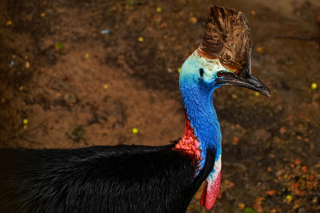 Foto il cassowario, genere casuarius, è un uccello non volante della nuova guinea