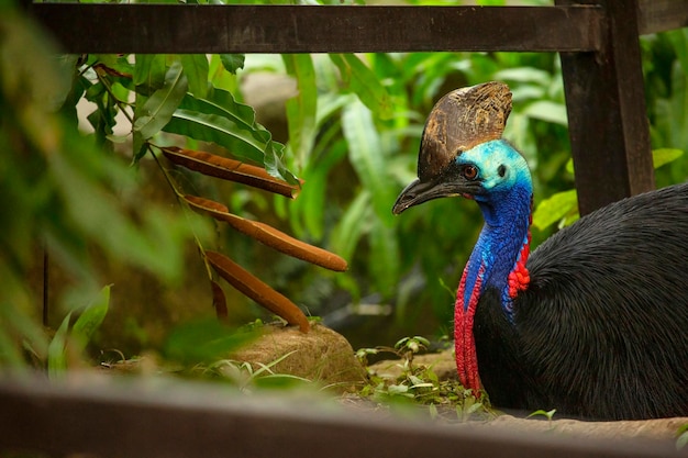 Cassowary in the Bali Bird Park. Indonesia