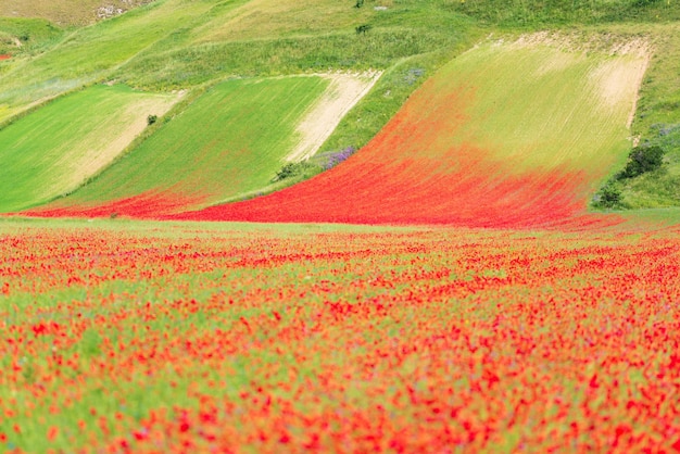 Castelluccio di Norcia highlands, Italy, blooming cultivated fields, tourist famous colourful flowering plain in the Apennines. Agriculture of lentil crops and red poppies.