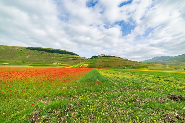Castelluccio di Norcia hooglanden, Italië, bloeiende gecultiveerde velden, toeristische beroemde kleurrijke bloeiende vlakte in de Apennijnen. Landbouw van linzengewassen en rode papavers.