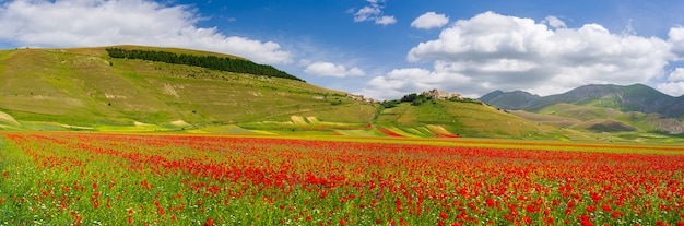 Castelluccio di Norcia hooglanden, Italië, bloeiende gecultiveerde velden, toeristische beroemde kleurrijke bloeiende vlakte in de Apennijnen. Landbouw van linzengewassen en rode papavers.