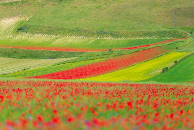 Castelluccio di Norcia hooglanden, Italië, bloeiende gecultiveerde velden, toeristische beroemde kleurrijke bloeiende vlakte in de Apennijnen. Landbouw van linzengewassen en rode papavers.