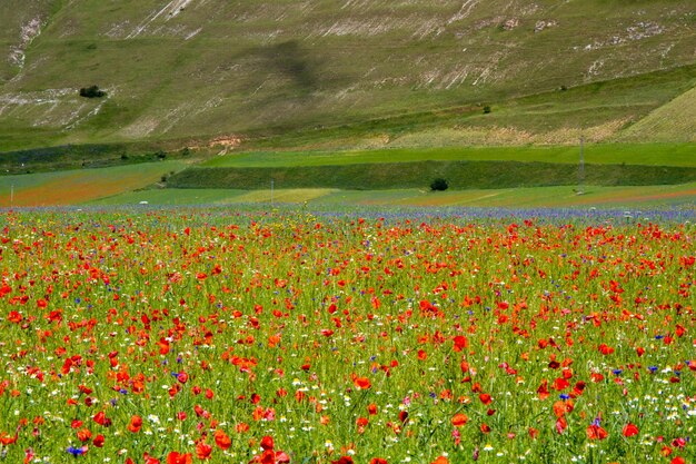 CASTELLUCCIO DI NORCIA AND ITS FLOWERING