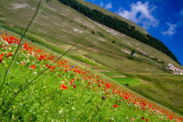 Photo castelluccio di norcia and its flowering