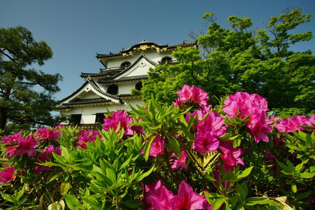 Foto la torre del castello di hikone-jo all'inizio dell'estate - hikone shiga apr 2022