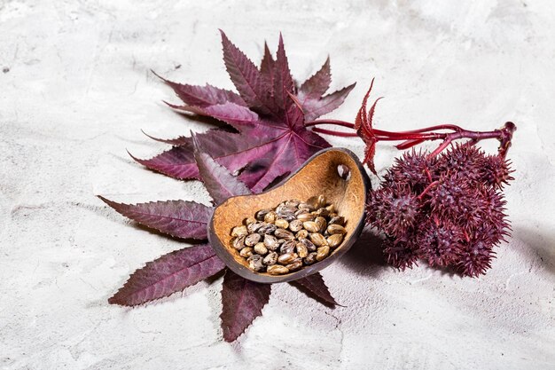 Castor oil fruits and seeds Ricinus communis