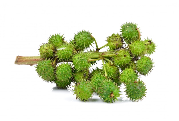 Photo castor oil plant isolated