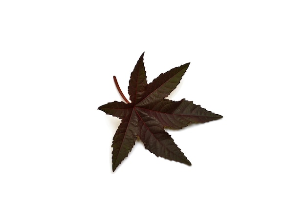 Castor oil plant, Leaf Ricinus communis isolated on white background. Flat lay, top view