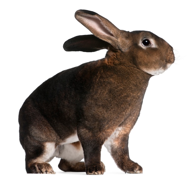 Photo castor rex rabbit isolated