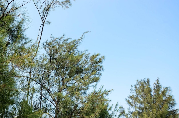 Casuarina equisetifolia boom