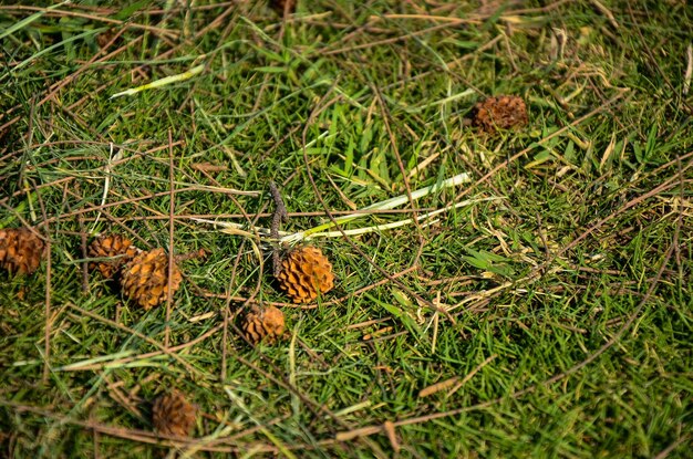 Casuarina equisetifolia tree