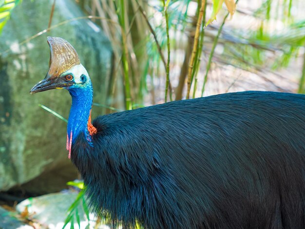 Photo casuarius in forest