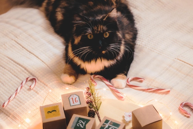 Cat and advent calendar on the bed