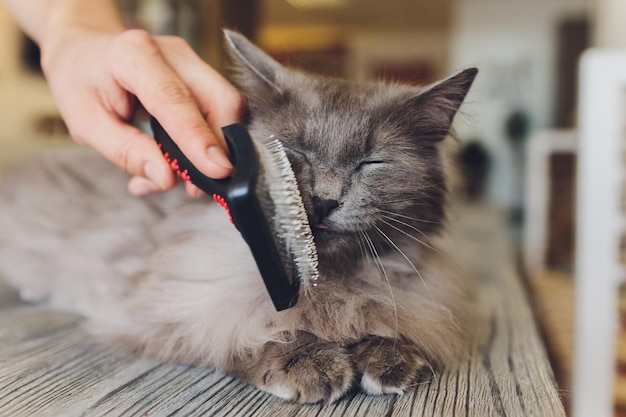 Cat after scratching The result of scratching a pet piece of fur