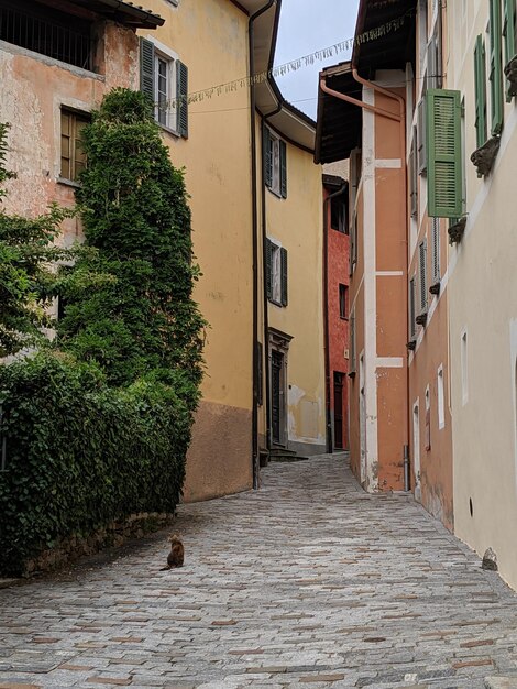 Photo cat in alley in small swiss town