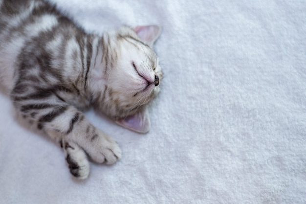 Cat American shorthair kitten looking nostalgic.