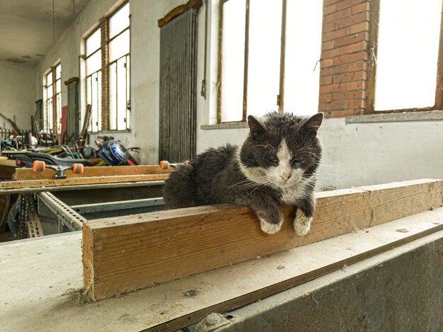 Cat Amid Abandoned Objects in Disused Place