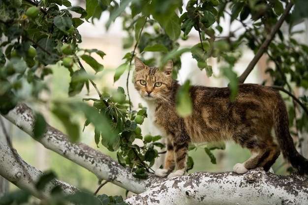 写真 枝の間の猫夏の信じられないほどの野生生物