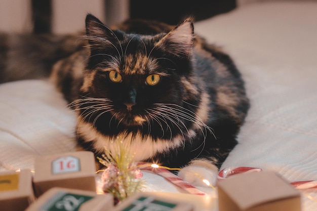 写真 ベッドの上の猫とアドベントカレンダー