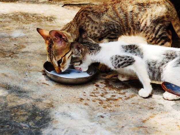 사진 고양이 와 새끼 고양이 가 우유 를 마시고 있다