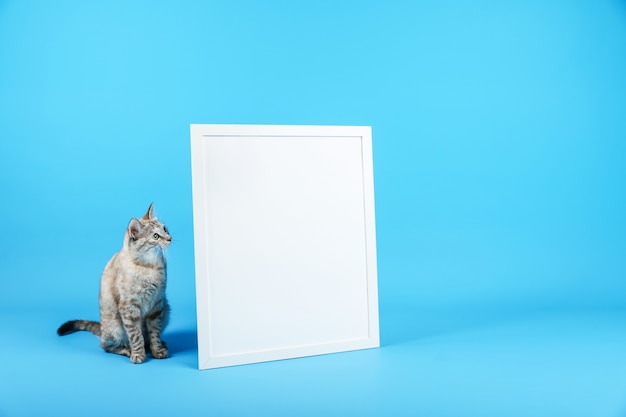 Фото Кошка и белая пустая рамка на синем фоне
