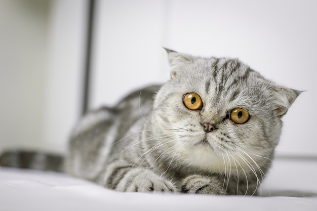 Il gatto è tozzo sul letto bianco nella stanza.