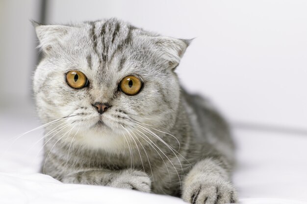 Cat are squat on white bed in the room.