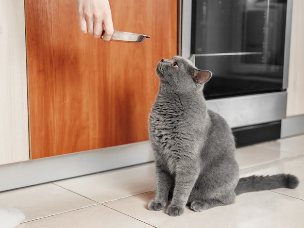 猫は食べるように頼む、空腹の猫