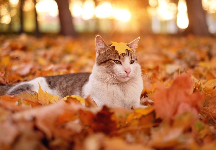 Фотография кошка в осенних листьях