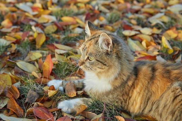 Cat in autumn sunny day