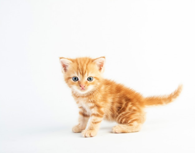 猫の赤ちゃんぶち子猫かわいい