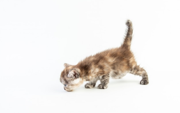 Фото Кот малышка полосатый котенок милый