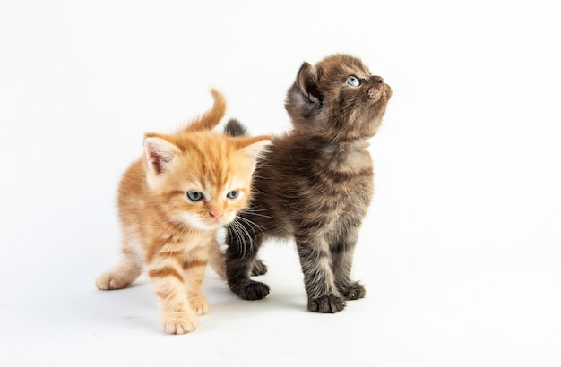 猫の赤ちゃんぶち子猫かわいい