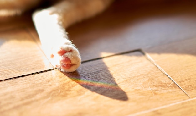Cat back paw when ly on floor