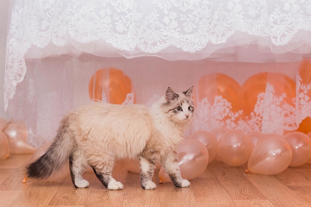 Premium PSD  Wedding decorations with white ostrich feathers in three vases  against a transparent background