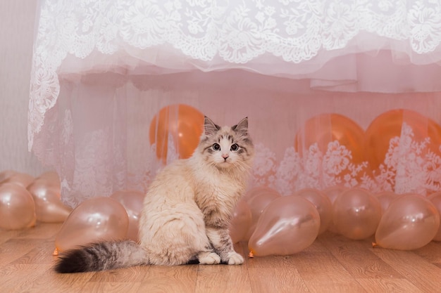 The cat and the balls under the wedding dress