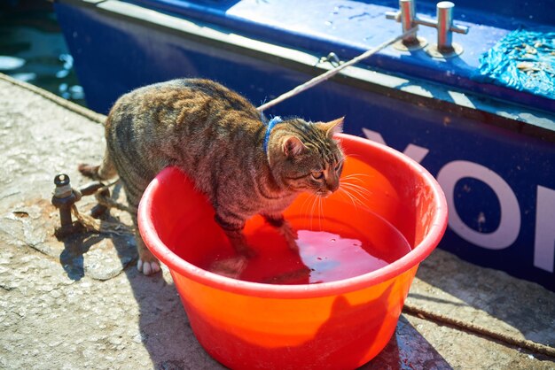 Cat in basin