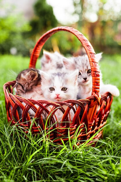 Photo cat in basket on field