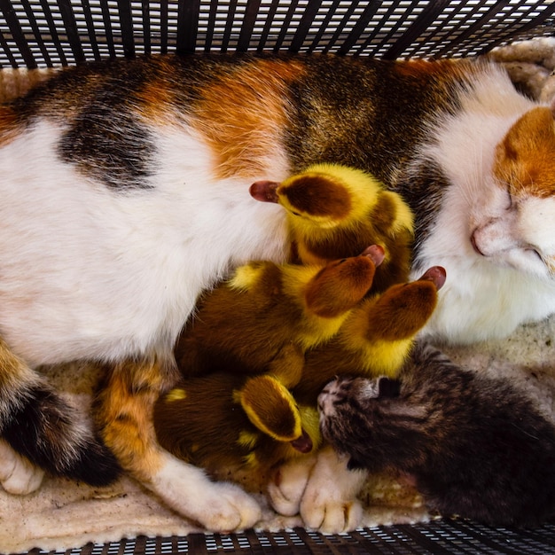 Cat in a basket with kitten and receiving musk duck ducklings C