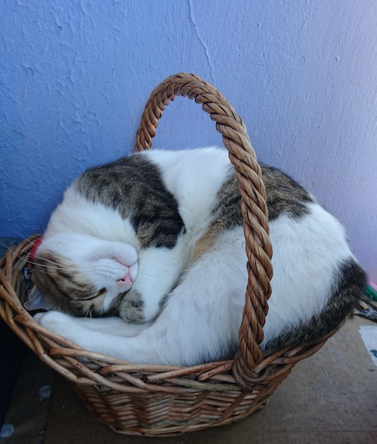 cat in the basket