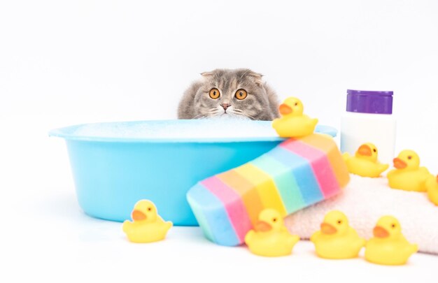 Cat bathes in a bath with foam and duck