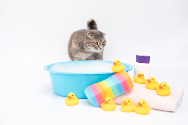 Cat bathes in a bath with foam and duck