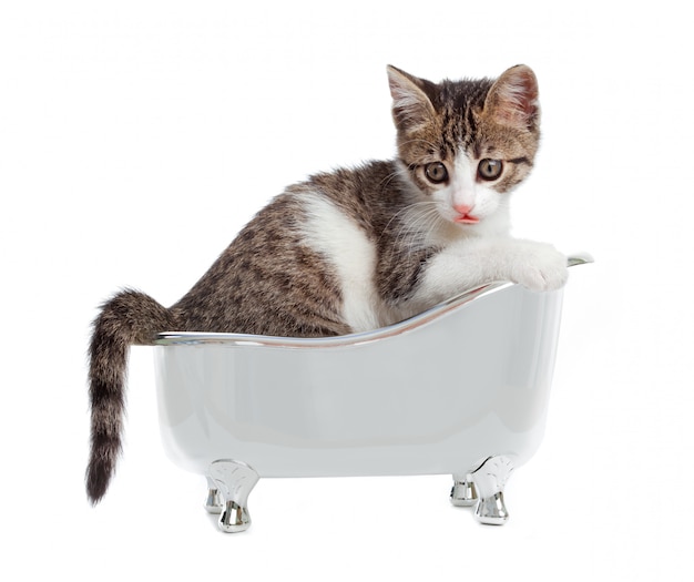 Cat in the bathtub